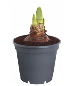 Amaryllis - Hippeastrum 'Superzwiebel' -Gartenmöbel Store 8201618 PR FS 001 HippeastrumAmaryllisSuperzwiebelT17OhneBlueteDehnerExpressZS