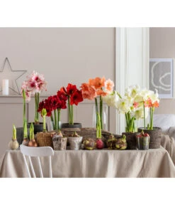 Amaryllis - Hippeastrum 'Superzwiebel' -Gartenmöbel Store 8201618 WE MO 001 Amaryllis BestOfAmaryllis