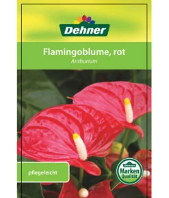 Große Flamingoblume - Anthurium Andreanum, Rot -Gartenmöbel Store 8203408 FlamingoblumeRot Etikett 1