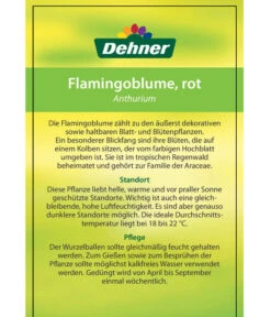 Große Flamingoblume - Anthurium Andreanum, Rot -Gartenmöbel Store 8203408 FlamingoblumeRot Etikett 2