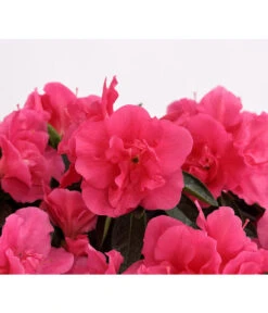 Zimmerazalee - Rhododendron Simsii 'Remembrance' -Gartenmöbel Store 8205999 PR DE 001 AzaleeDehnerExpressHerzig