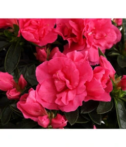 Zimmerazalee - Rhododendron Simsii 'Remembrance' -Gartenmöbel Store 8205999 PR DE 001 AzaleenRemembranceLilaT12DehnerExpressHerzig