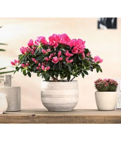 Zimmerazalee - Rhododendron Simsii 'Remembrance' -Gartenmöbel Store 8205999 PR MO 001 AzaleenRemembranceLilaT12DehnerExpressHerzig