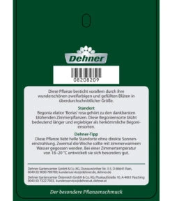 Elatior-Begonie - Begonia Elatior 'Borias®' 11 Elatior-Begonie - Begonia Elatior 'Borias®' -Gartenmöbel Store 8208209 BegonieBoriasrosa Etikett 2