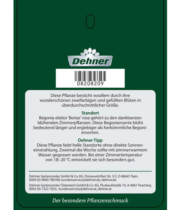 Elatior-Begonie - Begonia Elatior 'Borias®' 7 Elatior-Begonie - Begonia Elatior 'Borias®' – Bild 5