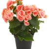 Elatior-Begonie - Begonia Elatior 'Borias®' 1 Elatior-Begonie - Begonia Elatior 'Borias®' -Gartenmöbel Store 8208209 PR FS 002 BegonieBegoniaBoriasRosaT13PremiumDehnerExpressHerzig
