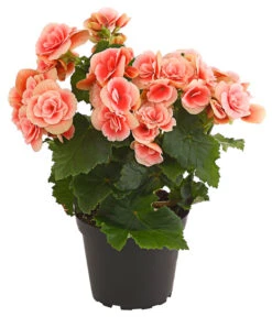 Elatior-Begonie - Begonia Elatior 'Borias®'