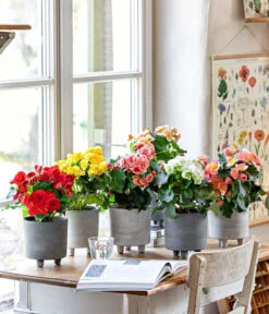 Elatior-Begonie - Begonia Elatior 7 Elatior-Begonie - Begonia Elatior -Gartenmöbel Store 8208357 WE MO 001 EliatorBegonie