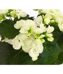 Elatior-Begonie - Begonia Elatior 9 Elatior-Begonie - Begonia Elatior -Gartenmöbel Store 8208399 PR DE 001 BegonieElatiorBegoniaWeissT13DehnerExpressHerzig