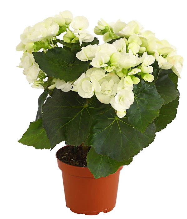 Elatior-Begonie - Begonia Elatior 3 Elatior-Begonie - Begonia Elatior