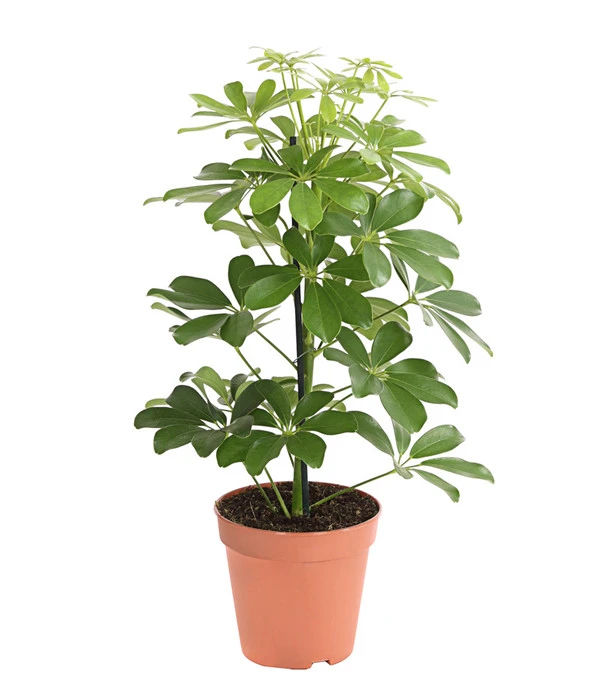 Strahlenaralie - Schefflera Arboricola 'Nora' 3 Strahlenaralie - Schefflera Arboricola 'Nora'