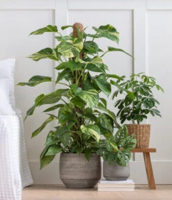 Strahlenaralie - Schefflera Arboricola 'Nora' 8 Strahlenaralie - Schefflera Arboricola 'Nora' -Gartenmöbel Store 8209355 WE MO 001 StrahlenaralieNora