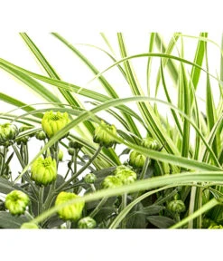 Herbst-Chrysantheme Mit Gras Im Blumenkasten, Verschiedene Farben -Gartenmöbel Store 8213217 PR DE 001 ChrysanthemeMulitfloraMitGrasKastenDehnerExpressHerzig