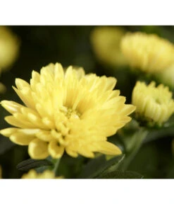 Herbst-Chrysantheme Mit Gras Im Blumenkasten, Verschiedene Farben -Gartenmöbel Store 8213217 PR DE 011 ChrysanthemeMultifloraImKastenMitGrasDehnerExpressZS