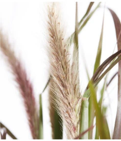 Herbst-Chrysantheme Mit Gras Im Blumenkasten, Verschiedene Farben -Gartenmöbel Store 8213217 PR DE 012 ChrysanthemeMultifloraImKastenMitGrasDehnerExpressZS