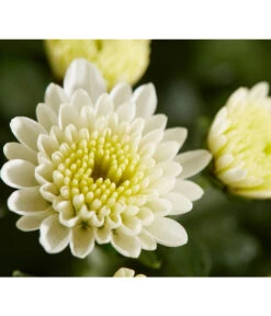 Herbst-Chrysantheme Mit Gras Im Blumenkasten, Verschiedene Farben -Gartenmöbel Store 8213217 PR DE 021 ChrysanthemeMultifloraImKastenMitGrasDehnerExpressZS