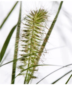 Herbst-Chrysantheme Mit Gras Im Blumenkasten, Verschiedene Farben -Gartenmöbel Store 8213217 PR DE 022 ChrysanthemeMultifloraImKastenMitGrasDehnerExpressZS