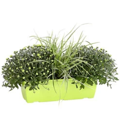 Herbst-Chrysantheme Mit Gras Im Blumenkasten, Verschiedene Farben -Gartenmöbel Store 8213217 PR FS 001 ChrysanthemeMulitfloraMitGrasKastenDehnerExpressHerzig