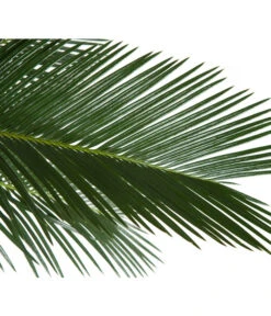 Sagopalmfarn - Cycas Revoluta -Gartenmöbel Store 8216236 BildD 001 PalmfarnCycasRevoluta45