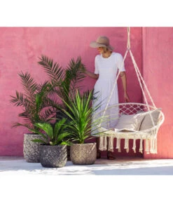 XXL Kanarische Dattelpalme, Ca. 140-160 Cm 9 XXL Kanarische Dattelpalme, Ca. 140-160 Cm -Gartenmöbel Store 8216277 WE MO 001 DracaenaIndivisiaT20