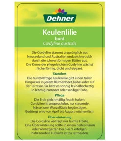 Keulenlilie - Cordyline Australis Variegata 9 Keulenlilie - Cordyline Australis Variegata -Gartenmöbel Store 8216368 CorylineBuntEtikett2