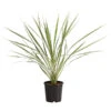 Keulenlilie - Cordyline Australis Variegata -Gartenmöbel Store 8216368 PR FS 001 KeulenlilieCordylineAustralisVariegataT17ExpressHerzig