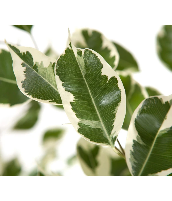 Birkenfeige - Ficus Benjamina 'Forever', Verschiedene Sorten 7 Birkenfeige - Ficus Benjamina 'Forever', Verschiedene Sorten – Bild 5