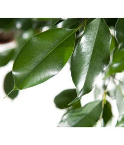 Birkenfeige - Ficus Benjamina 'Forever', Verschiedene Sorten 13 Birkenfeige - Ficus Benjamina 'Forever', Verschiedene Sorten -Gartenmöbel Store 8229106 BildD 003 BirkenfeigeFicusForeverMixFicusForeverMix120