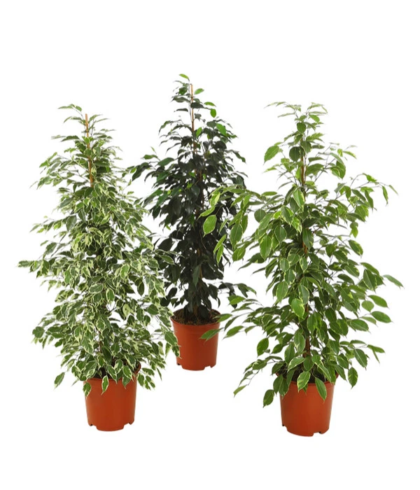 Birkenfeige - Ficus Benjamina 'Forever', Verschiedene Sorten 3 Birkenfeige - Ficus Benjamina 'Forever', Verschiedene Sorten