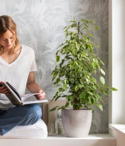 Birkenfeige - Ficus Benjamina 'Forever', Verschiedene Sorten 10 Birkenfeige - Ficus Benjamina 'Forever', Verschiedene Sorten -Gartenmöbel Store 8229106 WE MO 001 BirkenfeigeFicusForeverMixT21