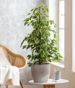 Birkenfeige - Ficus Benjamina 'Forever', Verschiedene Sorten 11 Birkenfeige - Ficus Benjamina 'Forever', Verschiedene Sorten -Gartenmöbel Store 8229106 WE MO 001 FicusForeverMixT21