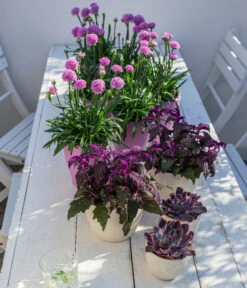 Samtpflanze - Gynura Aurantiaca -Gartenmöbel Store 8232928 WE MO 001 SamtpflanzeGrasnelkeDreameria