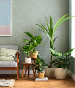 Rundblättrige Schirmpalme - Livistona Rotundifolia -Gartenmöbel Store 8240764 WE MO 003 Exoten Schirmpalme