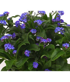 Beet- & Balkonpflanzen-Set Bunter Frühling, 6-teilig -Gartenmöbel Store 8244501 WE DE 003 VergissmeinnichtMyosotisSylvaticaT11