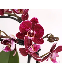 Midi Schmetterlingsorchidee - Phalaenopsis Cultivars, Zweitriebig, Verschiedene Sorten 18 Midi Schmetterlingsorchidee - Phalaenopsis Cultivars, Zweitriebig, Verschiedene Sorten -Gartenmöbel Store 8245052 PR DE 001 PhalaenposisHybrideT9DehnerExpressHerzig