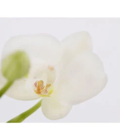 Midi Schmetterlingsorchidee - Phalaenopsis Cultivars, Zweitriebig, Verschiedene Sorten 17 Midi Schmetterlingsorchidee - Phalaenopsis Cultivars, Zweitriebig, Verschiedene Sorten -Gartenmöbel Store 8245052 PR DE 001 PhalaenposisHybrideT9MidiOrchideeDehnerExpressZS