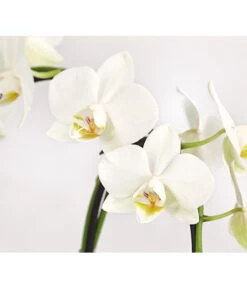 Midi Schmetterlingsorchidee - Phalaenopsis Cultivars, Zweitriebig, Verschiedene Sorten 19 Midi Schmetterlingsorchidee - Phalaenopsis Cultivars, Zweitriebig, Verschiedene Sorten -Gartenmöbel Store 8245052 PR DE 002 PhalaenposisHybrideT9DehnerExpressHerzig
