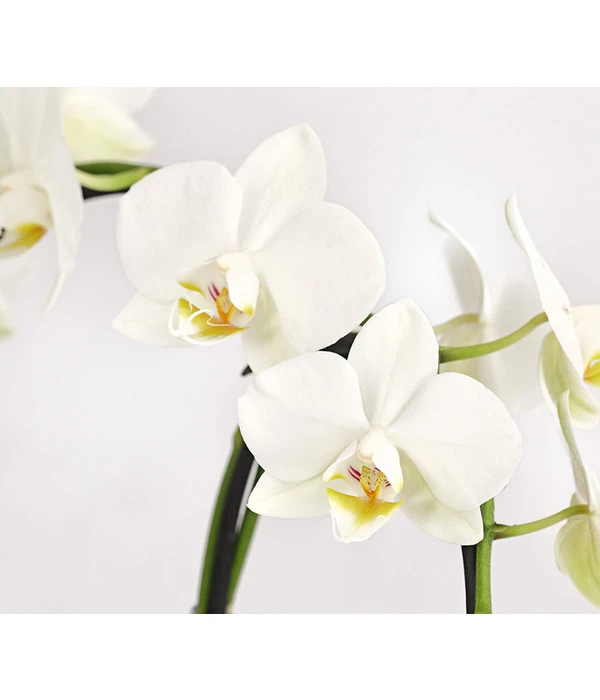 Midi Schmetterlingsorchidee - Phalaenopsis Cultivars, Zweitriebig, Verschiedene Sorten 11 Midi Schmetterlingsorchidee - Phalaenopsis Cultivars, Zweitriebig, Verschiedene Sorten – Bild 9