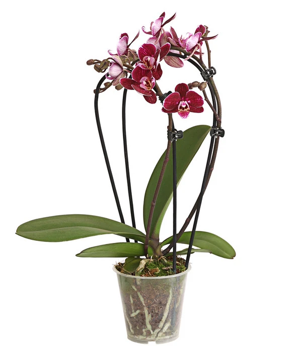 Midi Schmetterlingsorchidee - Phalaenopsis Cultivars, Zweitriebig, Verschiedene Sorten 5 Midi Schmetterlingsorchidee - Phalaenopsis Cultivars, Zweitriebig, Verschiedene Sorten – Bild 3