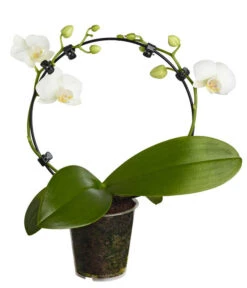 Midi Schmetterlingsorchidee - Phalaenopsis Cultivars, Zweitriebig, Verschiedene Sorten 14 Midi Schmetterlingsorchidee - Phalaenopsis Cultivars, Zweitriebig, Verschiedene Sorten -Gartenmöbel Store 8245052 PR FS 001 PhalaenposisHybrideT9MidiOrchideeDehnerExpressZS