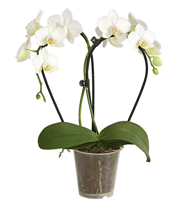 Midi Schmetterlingsorchidee - Phalaenopsis Cultivars, Zweitriebig, Verschiedene Sorten 4 Midi Schmetterlingsorchidee - Phalaenopsis Cultivars, Zweitriebig, Verschiedene Sorten – Bild 2