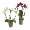 Midi Schmetterlingsorchidee - Phalaenopsis Cultivars, Zweitriebig, Verschiedene Sorten -Gartenmöbel Store 8245052 PR FS 003 PhalaenposisHybrideT9DehnerExpressHerzig