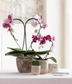Schmetterlingsorchidee - Phalaenopsis Cultivars 'Heart', Verschiedene Sorten -Gartenmöbel Store 8245052 WE MO 001 SchmetterlingsorchideeMidi 1