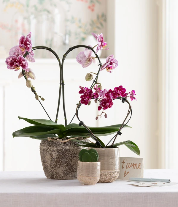 Midi Schmetterlingsorchidee - Phalaenopsis Cultivars, Zweitriebig, Verschiedene Sorten 7 Midi Schmetterlingsorchidee - Phalaenopsis Cultivars, Zweitriebig, Verschiedene Sorten – Bild 5