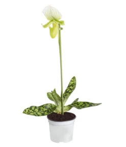 Frauenschuh - Paphiopedilum 'Maudiae'