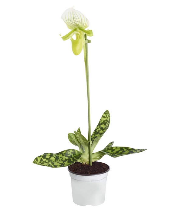 Frauenschuh - Paphiopedilum 'Maudiae' 3 Frauenschuh - Paphiopedilum 'Maudiae'
