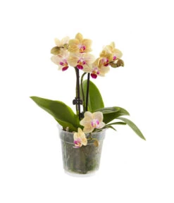 Midi Schmetterlingsorchidee - Phalaenopsis Cultivars, Verschiedene Sorten -Gartenmöbel Store 8252900 BildFS 001 PhalaenopsisMidi2TrieberGelb