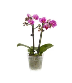 Midi Schmetterlingsorchidee - Phalaenopsis Cultivars, Verschiedene Sorten -Gartenmöbel Store 8252900 BildFS 002 PhalaenpsisMidi2TrieberLila