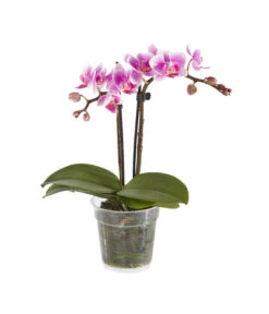 Midi Schmetterlingsorchidee - Phalaenopsis Cultivars, Verschiedene Sorten -Gartenmöbel Store 8252900 BildFS 003 PhalaenopsisMidi2TrieberRosa
