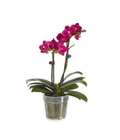 Midi Schmetterlingsorchidee - Phalaenopsis Cultivars, Verschiedene Sorten -Gartenmöbel Store 8252900 BildFS 004 PhalaenopsisMidi2TrieberViolett
